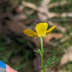 Ranunculus lappaceus at Carabost Flora Reserve - suppressed