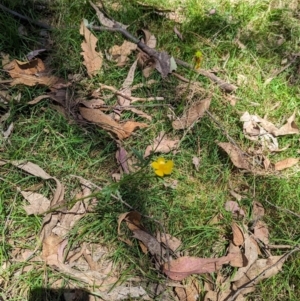 Ranunculus lappaceus at Carabost Flora Reserve - 13 Nov 2023