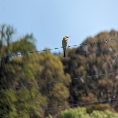 Merops ornatus (Rainbow Bee-eater) at Coppabella, NSW - 13 Nov 2023 by Darcy