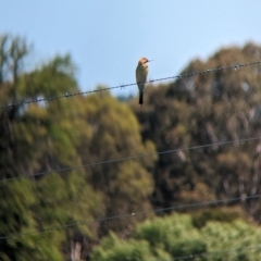 Merops ornatus at Coppabella, NSW - 13 Nov 2023 03:40 PM