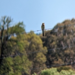 Merops ornatus at Coppabella, NSW - 13 Nov 2023 03:40 PM