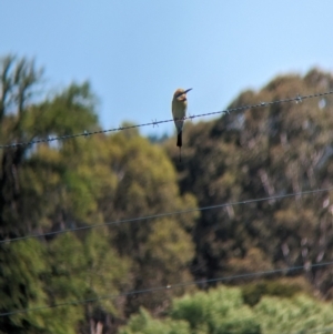 Merops ornatus at Coppabella, NSW - 13 Nov 2023 03:40 PM