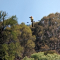 Merops ornatus at Coppabella, NSW - 13 Nov 2023 03:40 PM