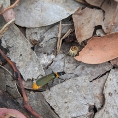 Chauliognathus lugubris (Plague Soldier Beetle) at Coppabella, NSW - 13 Nov 2023 by Darcy