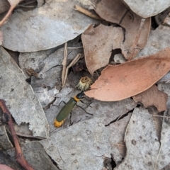 Chauliognathus lugubris at Coppabella, NSW - suppressed