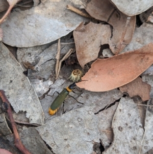 Chauliognathus lugubris at Coppabella, NSW - suppressed