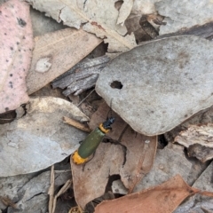 Chauliognathus lugubris at Coppabella, NSW - suppressed