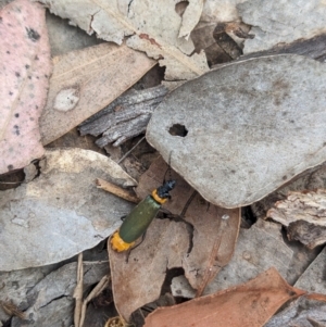 Chauliognathus lugubris at Coppabella, NSW - suppressed