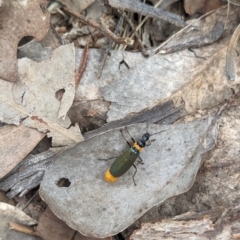 Chauliognathus lugubris at Coppabella, NSW - suppressed