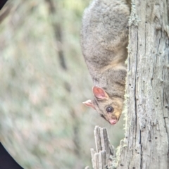 Trichosurus vulpecula (Common Brushtail Possum) at Coppabella, NSW - 14 Nov 2023 by Darcy