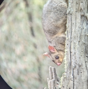 Trichosurus vulpecula at Coppabella, NSW - suppressed
