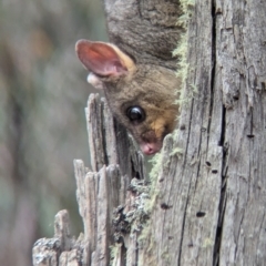 Trichosurus vulpecula at Coppabella, NSW - suppressed