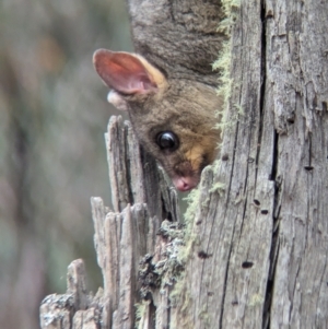 Trichosurus vulpecula at Coppabella, NSW - suppressed