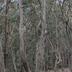 Trichosurus vulpecula at Coppabella, NSW - 14 Nov 2023