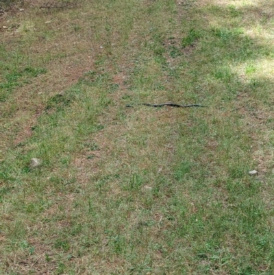 Unidentified Snake at Coppabella, NSW - 13 Nov 2023 by Darcy