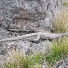 Varanus rosenbergi (Heath or Rosenberg's Monitor) at Rendezvous Creek, ACT - 19 Oct 2022 by BethanyDunne