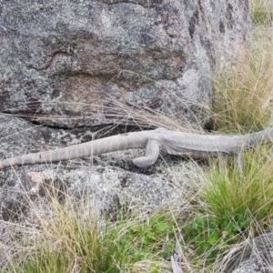 Varanus rosenbergi at Namadgi National Park - 19 Oct 2022