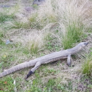 Varanus rosenbergi at Namadgi National Park - 19 Oct 2022