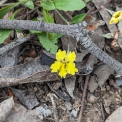 Goodenia hederacea subsp. hederacea (Ivy Goodenia, Forest Goodenia) at Coppabella, NSW - 14 Nov 2023 by Darcy