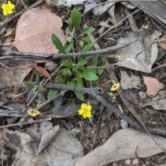 Goodenia hederacea subsp. hederacea at Coppabella, NSW - suppressed