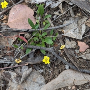 Goodenia hederacea subsp. hederacea at Coppabella, NSW - suppressed