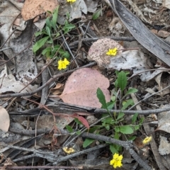 Goodenia hederacea subsp. hederacea at Coppabella, NSW - suppressed