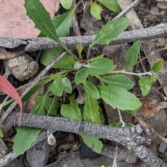 Goodenia hederacea subsp. hederacea at Coppabella, NSW - suppressed