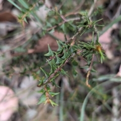 Acacia gunnii (Ploughshare Wattle) at Coppabella, NSW - 14 Nov 2023 by Darcy