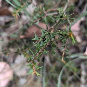 Acacia gunnii at Coppabella, NSW - suppressed