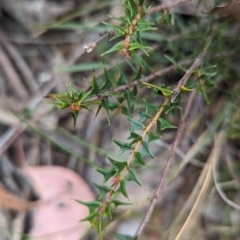 Acacia gunnii at Coppabella, NSW - suppressed