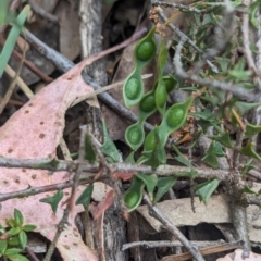 Acacia gunnii at Coppabella, NSW - 14 Nov 2023