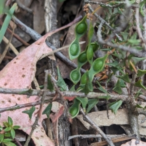 Acacia gunnii at Coppabella, NSW - suppressed