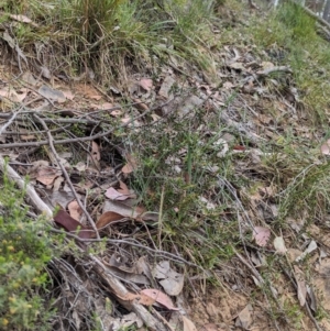 Acacia gunnii at Coppabella, NSW - 14 Nov 2023