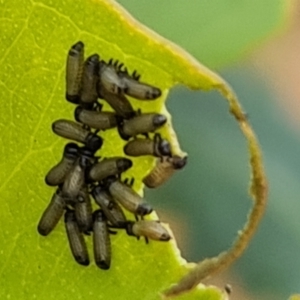 Paropsis atomaria at Isaacs Ridge and Nearby - 14 Nov 2023