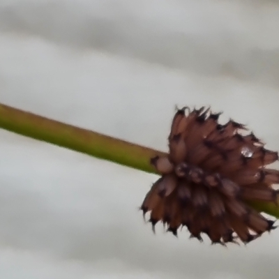 Paropsis atomaria (Eucalyptus leaf beetle) at Jerrabomberra, ACT - 14 Nov 2023 by Mike