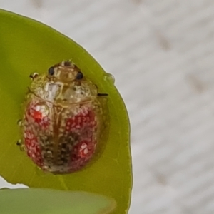 Paropsisterna fastidiosa at Isaacs Ridge and Nearby - 14 Nov 2023 05:17 PM