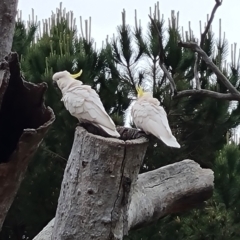 Cacatua galerita (Sulphur-crested Cockatoo) at Isaacs, ACT - 14 Nov 2023 by Mike