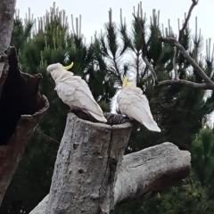 Cacatua galerita (Sulphur-crested Cockatoo) at Isaacs Ridge and Nearby - 14 Nov 2023 by Mike