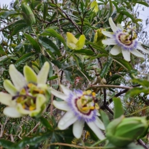 Passiflora caerulea at Isaacs Ridge and Nearby - 14 Nov 2023 05:27 PM