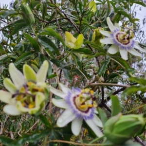 Passiflora caerulea at Isaacs Ridge and Nearby - 14 Nov 2023