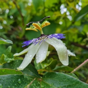 Passiflora caerulea at Isaacs Ridge and Nearby - 14 Nov 2023 05:27 PM