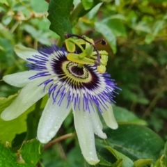 Passiflora caerulea at Isaacs Ridge and Nearby - 14 Nov 2023 05:27 PM