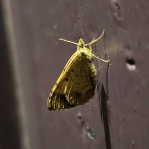 Chrysolarentia mecynata at QPRC LGA - 14 Nov 2023