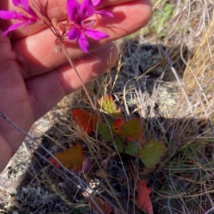 Pelargonium rodneyanum at suppressed - suppressed