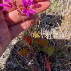 Pelargonium rodneyanum (Magenta Stork's Bill) at Fentons Creek, VIC - 1 Nov 2023 by KL