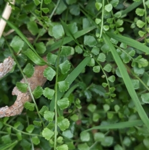 Asplenium flabellifolium at Coppabella, NSW - suppressed