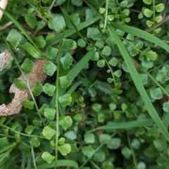 Asplenium flabellifolium at Coppabella, NSW - suppressed