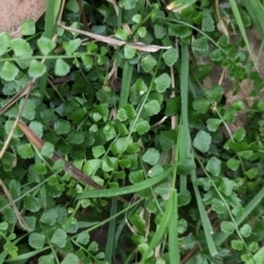 Asplenium flabellifolium at Coppabella, NSW - suppressed