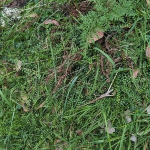 Asplenium flabellifolium at Coppabella, NSW - suppressed