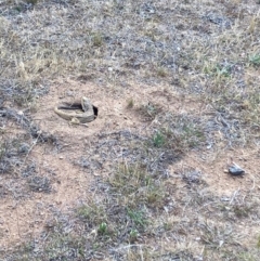 Pogona barbata (Eastern Bearded Dragon) at Red Hill Nature Reserve - 6 Nov 2023 by KL